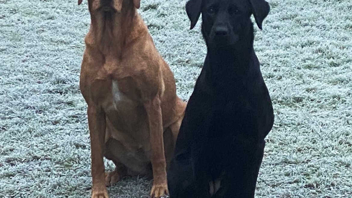 Gun Dogs